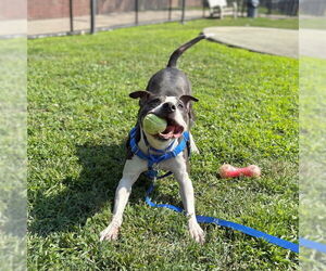 American Pit Bull Terrier Dogs for adoption in Boston, MA, USA