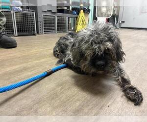 Mutt Dogs for adoption in Pasadena, CA, USA