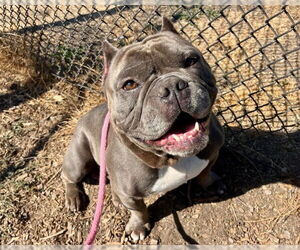 American Bulldog Dogs for adoption in Santa Cruz, CA, USA