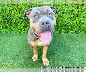 American Pit Bull Terrier Dogs for adoption in West Palm Beach, FL, USA