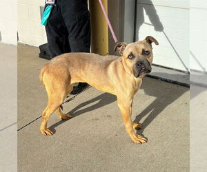 Boxer-Unknown Mix Dogs for adoption in Louisville, KY, USA