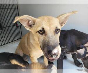 Shepradors Dogs for adoption in Houston, TX, USA