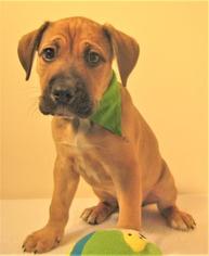 Mastiff-Unknown Mix Dogs for adoption in Newport, KY, USA