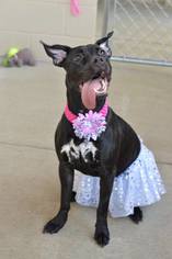 Medium Photo #1 American Staffordshire Terrier-Unknown Mix Puppy For Sale in McKinney, TX, USA