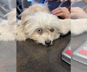 Mutt Dogs for adoption in Stockton, CA, USA