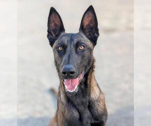 Mutt Dogs for adoption in Imlay City, MI, USA