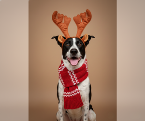 Pointer-Unknown Mix Dogs for adoption in Chandler, AZ, USA