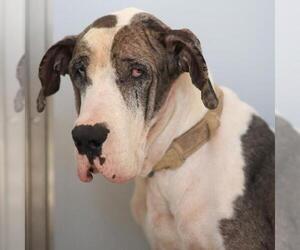 Great Dane Dogs for adoption in San Antonio, TX, USA