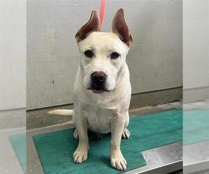 French Bulldog-Unknown Mix Dogs for adoption in Camarillo, CA, USA