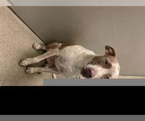 American Pit Bull Terrier-Unknown Mix Dogs for adoption in West Valley, UT, USA