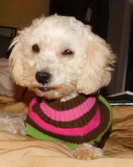 Poodle (Toy) Dogs for adoption in Von Ormy, TX, USA