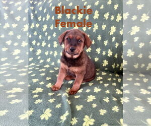 Mutt Dogs for adoption in Jackson Township, NJ, USA