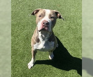 American Pit Bull Terrier Dogs for adoption in Salinas, CA, USA