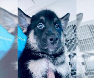 German Shepherd Dog-Unknown Mix Dogs for adoption in Houston, TX, USA