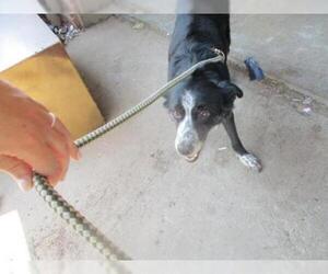 Border Collie Dogs for adoption in Oklahoma City, OK, USA