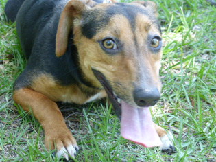 Dachshund-Unknown Mix Dogs for adoption in Conway, SC, USA