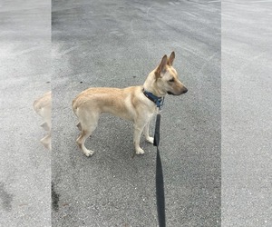 German Shepherd Dog-Unknown Mix Dogs for adoption in Plantation, FL, USA