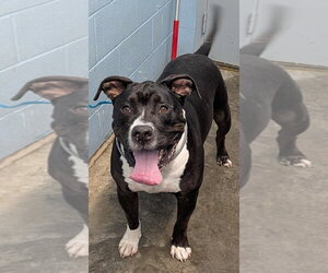 Mutt Dogs for adoption in Evansville, IN, USA