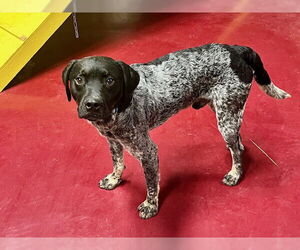 German Shorthaired Pointer-Unknown Mix Dogs for adoption in Webster, WI, USA