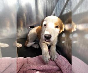 Labrador Retriever-Unknown Mix Dogs for adoption in San Antonio, TX, USA