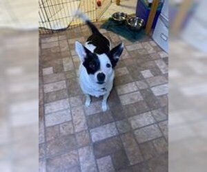 Border Collie-Unknown Mix Dogs for adoption in RUMFORD, ME, USA