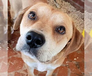 Beagle-Feist Terrier Mix Dogs for adoption in Rutherfordton, NC, USA