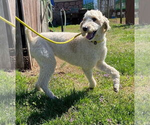 Poodle (Standard)-Unknown Mix Dogs for adoption in Pacolet, SC, USA