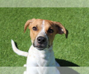 Mutt Dogs for adoption in Chestertown, MD, USA