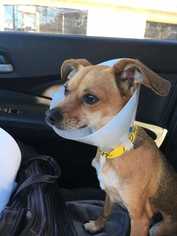 Chihuahua-Unknown Mix Dogs for adoption in Sylmar, CA, USA