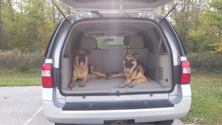 German Shepherd Dog Dogs for adoption in O Fallon, MO, USA