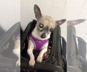 Chihuahua Dogs for adoption in Lincolnwood, IL, USA