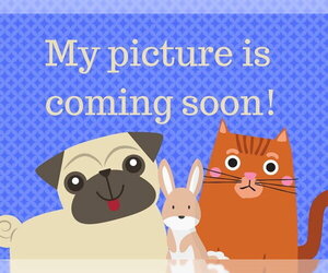 Havanese Dogs for adoption in Fort Wayne, IN, USA