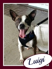 Boston Terrier-Unknown Mix Dogs for adoption in Raleigh, NC, USA