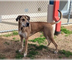 Great Dane-Unknown Mix Dogs for adoption in Plano, TX, USA