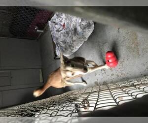 German Shepherd Dog-Huskies  Mix Dogs for adoption in Crestview, FL, USA