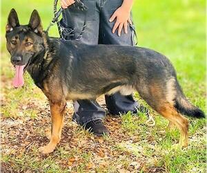 - Mix Dogs for adoption in Fort Lauderdale, FL, USA