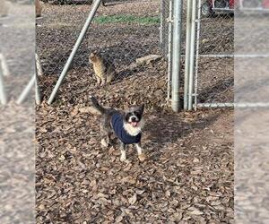 Mutt Dogs for adoption in Parlier, CA, USA