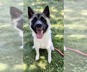 Akita-Unknown Mix Dogs for adoption in Sacramento, CA, USA