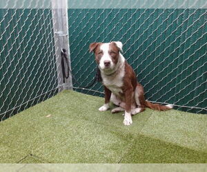 American Pit Bull Terrier Dogs for adoption in Downey, CA, USA