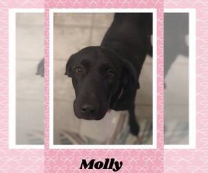 Mutt Dogs for adoption in Richmond, MO, USA