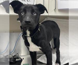 Siberian Husky-Unknown Mix Dogs for adoption in HESPERIA, CA, USA