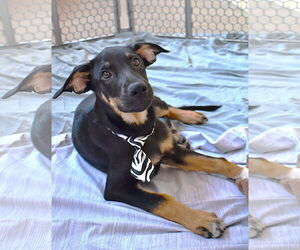 Mutt Dogs for adoption in McKinney, TX, USA