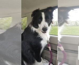 Border Collie-Great Pyrenees Mix Dogs for adoption in Winter Park, CO, USA