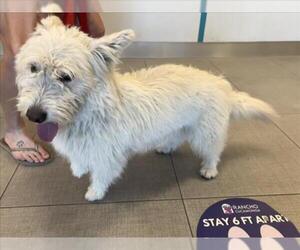 Mutt Dogs for adoption in Rancho Cucamonga, CA, USA