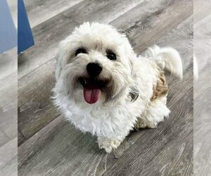 Maltipoo (Miniature) Dogs for adoption in Spring Lake, NC, USA