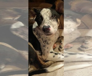 Mutt Dogs for adoption in Minneapolis, MN, USA