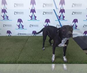 Mutt Dogs for adoption in Orlando, FL, USA