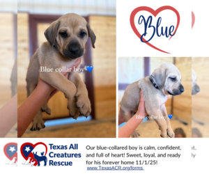 Italian Greyhound-Labrador Retriever Mix Dogs for adoption in Lillian, TX, USA