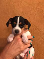Miniature Pinscher Dogs for adoption in Spring, TX, USA