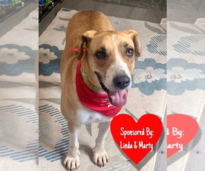 Mutt Dogs for adoption in San Leon, TX, USA